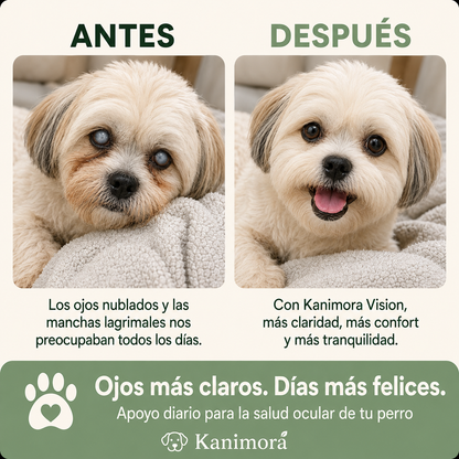Ayude a su perro a ver con claridad de nuevo