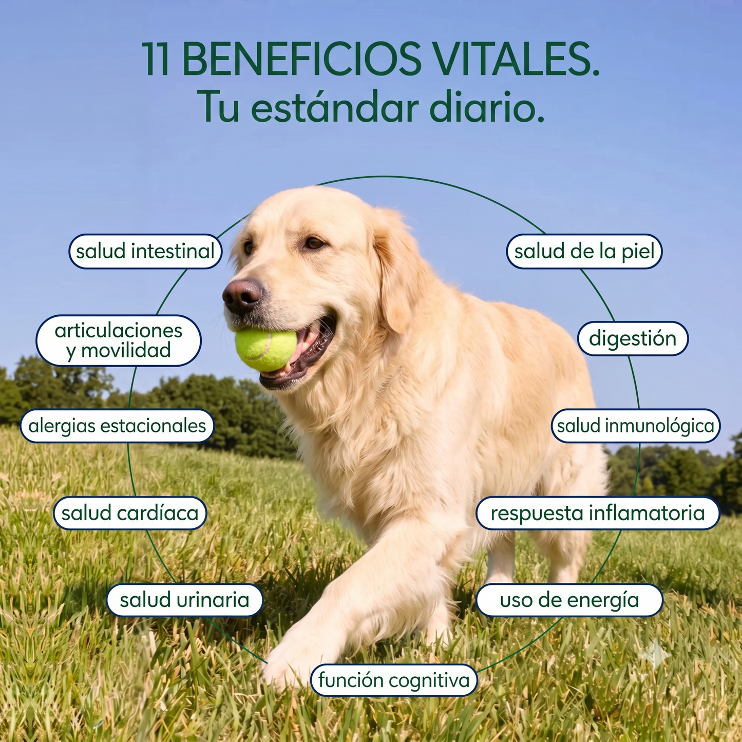 Probióticos para perros #1 en Argentina