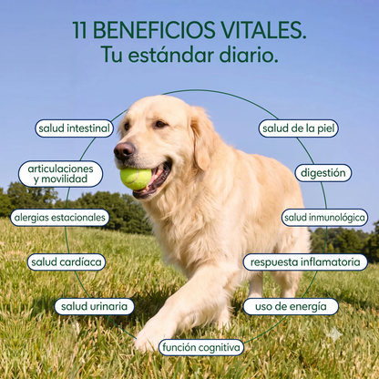 Probióticos para perros #1 en Argentina