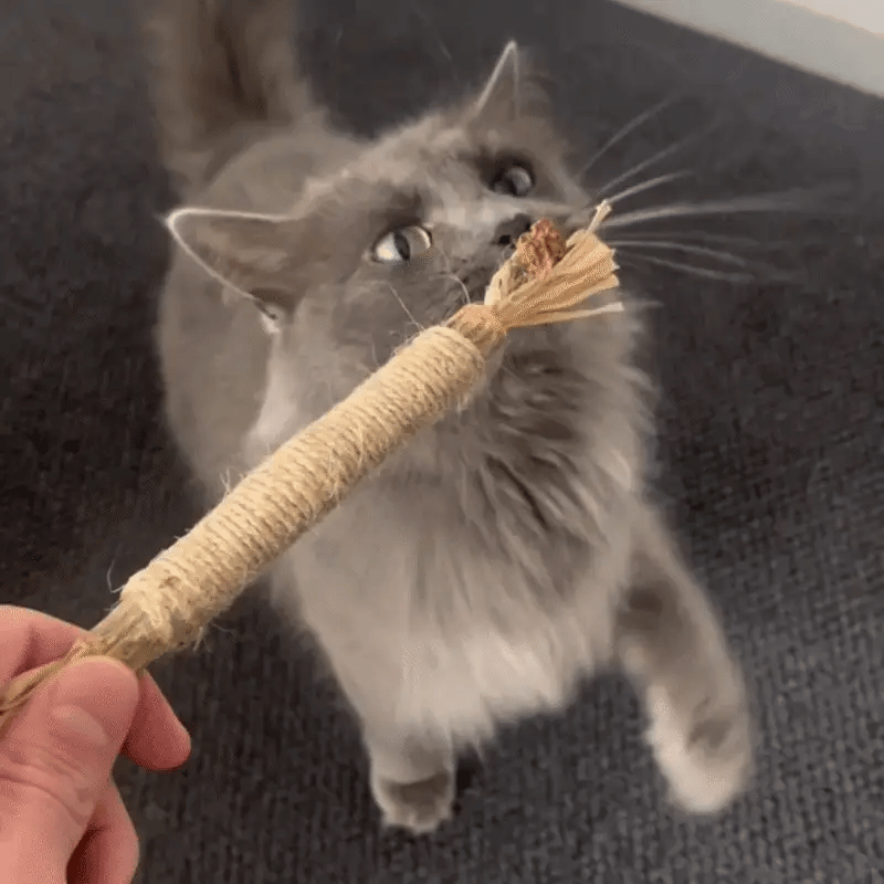 Sticks Naturales de Silvervine para Gatos – Kanimora™
